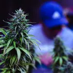 Belo Horizonte O Projeto de Lei 10/25 prevê multas a quem for flagrado consumindo maconha ou outras drogas num raio de 100 metros de hospitais e escolas | Foto: Wirestock/Freepik