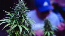 Belo Horizonte O Projeto de Lei 10/25 prevê multas a quem for flagrado consumindo maconha ou outras drogas num raio de 100 metros de hospitais e escolas | Foto: Wirestock/Freepik