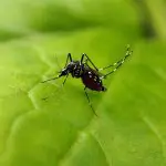 Mosquito Aedes aegypti, que transmite a dengue