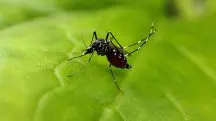 Mosquito Aedes aegypti, que transmite a dengue