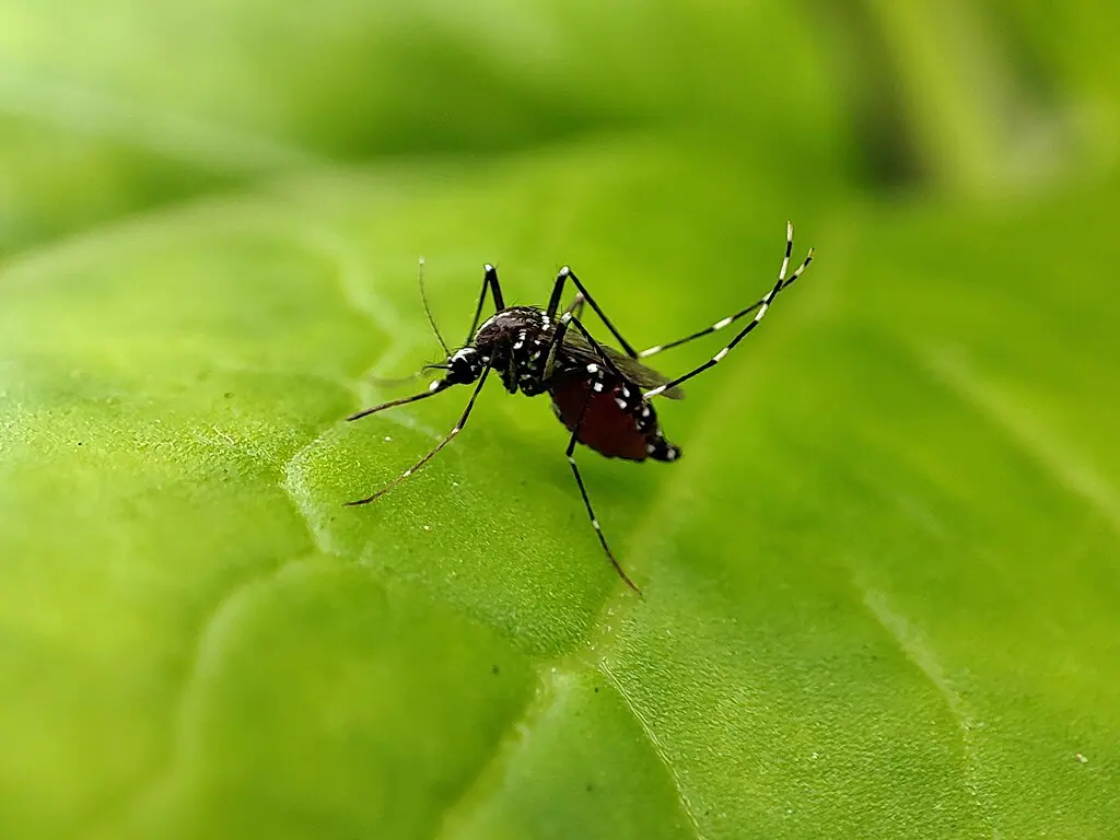 Mosquito Aedes aegypti, que transmite a dengue