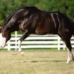 O cavalo Gênesis 66 tem mais de mil filhos | Foto: Divulgação/Haras Monte Sião