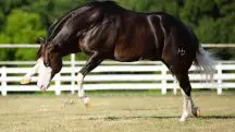 O cavalo Gênesis 66 tem mais de mil filhos | Foto: Divulgação/Haras Monte Sião