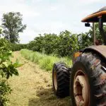 São Paulo foi responsável por 18,6% das exportações do agro brasileiro em 2024