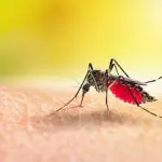 Mosquito da dengue