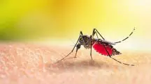 Mosquito da dengue