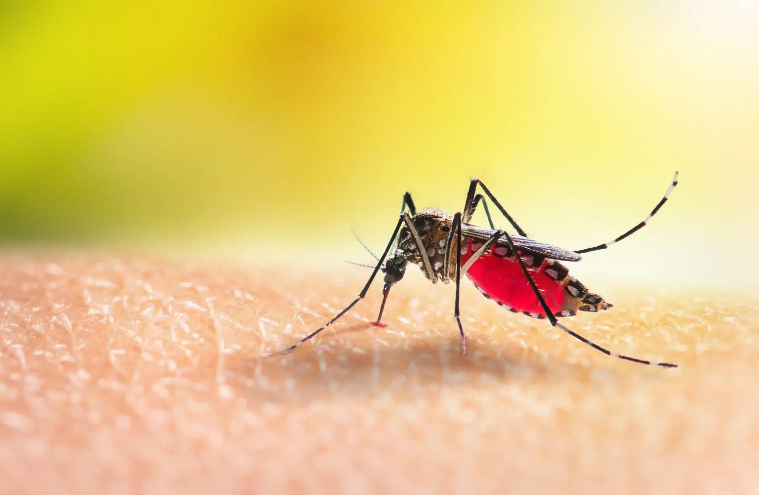 Mosquito da dengue