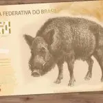 Uma das brincadeiras que ganhou destaque sugeriu que o real passaria a estampar um novo símbolo animal em suas cédulas: o “já vali” | Foto: Reprodução/Redes sociais