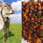 Pedras de vesícula, a nova corrida do ouro no agro mundial