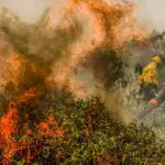 queimadas pantanal; veja quantos hectares