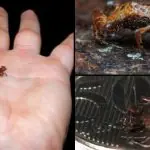 sapo-pulga - minúsculo vertebrado brasileiro