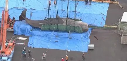 Enquanto a baleia permanece na baía, equipes monitoram o animal e avaliam as melhores ações | Foto: Reprodução/Kyodo News