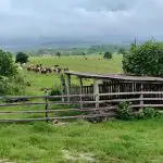 A Fazenda Floresta & Texas está sob controle da família Bettim há mais de 60 anos | Foto: Reprodução/Redes sociais