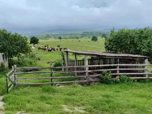 A Fazenda Floresta & Texas está sob controle da família Bettim há mais de 60 anos | Foto: Reprodução/Redes sociais