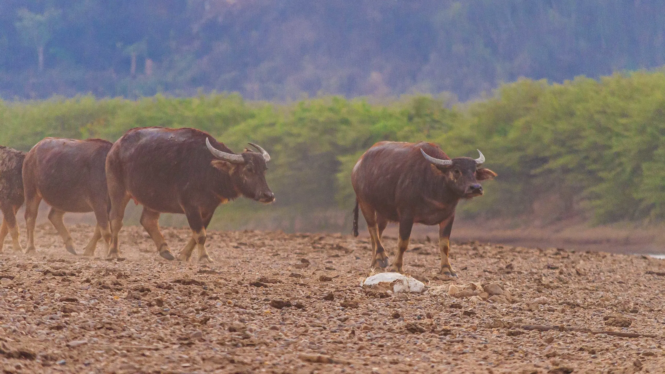 Ainda segundo a ação, a presença dos búfalos também representa riscos econômicos e sanitários para a região | Foto: Wirestock/Freepik