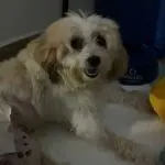 Cachorro Pelado processa Prefeitura João Pessoa (PB)