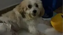 Cachorro Pelado processa Prefeitura João Pessoa (PB)