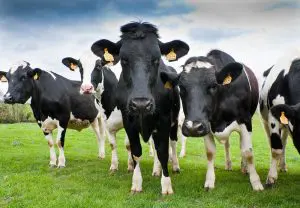O programa estipula que o Reino Unido alcançará seus objetivos se os britânicos deixarem de consumir pelo menos 260 gramas de carne por semana | Foto: Reprodução/Flickr