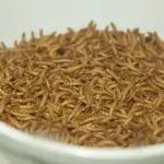 Com cerca de 2,5 centímetros, a larva-da-farinha é o estágio secundário de um besouro chamado Tenebrio