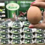 Governo federal quer impor novas regras ao setor avícola, com carimbos em ovos: mais inflação, segundo economistas e políticos | Foto: Reprodução/Redes sociais