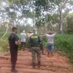 Madeireiros são flagrados com material ilegal pelo Ibama