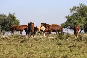 abate de animais