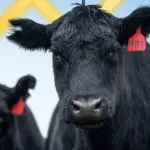 fazenda ração milho carne
