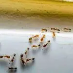 formigas