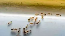 formigas