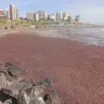 maré vermelha argentina