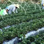 A Força do Agro é transmitido de segunda a sexta, das 19h50 às 20h30 | Foto: Divulgação/Oeste