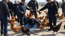 Agentes na fronteira durante apreensão de contrabando de animais e ovos: gripe aviária compromete abastecimento | Foto: Reprodução/Twitter/X