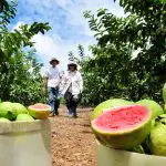 A goiaba tem um efeito antienvelhecimento graças aos antioxidantes | Foto: Tony Winston/Agência Brasília