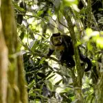 Os macacos-pregos se destacam entre os primatas por sua inteligência avançada | Foto: Reprodução/Agência Brasil