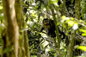 Os macacos-pregos se destacam entre os primatas por sua inteligência avançada | Foto: Reprodução/Agência Brasil