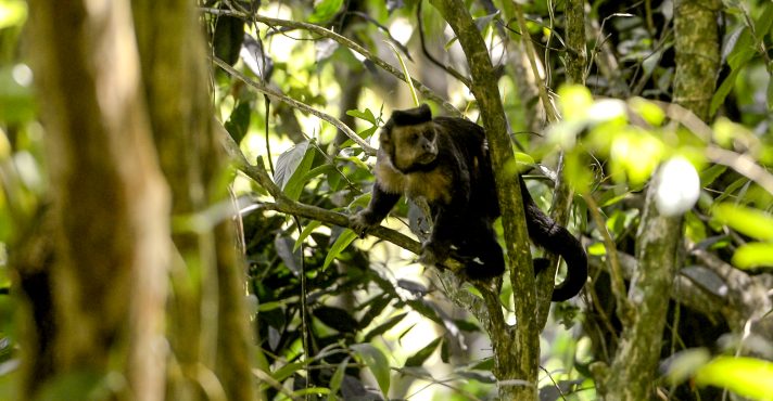 Os macacos-pregos se destacam entre os primatas por sua inteligência avançada | Foto: Reprodução/Agência Brasil