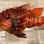 Mergulhadores em Fernando de Noronha capturam peixe-leão gigante