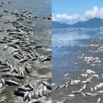 Peixes mortos na praia de Peruíbe: para biólogo, cenário indica descarte de pesqueiro industrial | Foto: Reprodução/Instagram