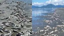 Peixes mortos na praia de Peruíbe: para biólogo, cenário indica descarte de pesqueiro industrial | Foto: Reprodução/Instagram