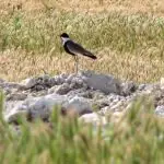 Spur-winged Lapwings tipo de quero-quero Universidade de Tel-Aviv