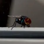 Moscas varejeiras que carregam provas de crimes são estudadas na Unicamp | Foto: Laboratório de Entomologia Integrativa/Divulgação