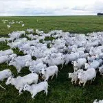 Rebanho de gado Nelore em fazenda no Mato Grosso | Foto: Marcus Mesquita/Shutterstock