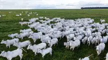 Rebanho de gado Nelore em fazenda no Mato Grosso | Foto: Marcus Mesquita/Shutterstock