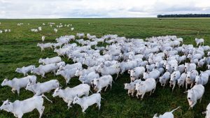 Rebanho de gado Nelore em fazenda no Mato Grosso | Foto: Marcus Mesquita/Shutterstock