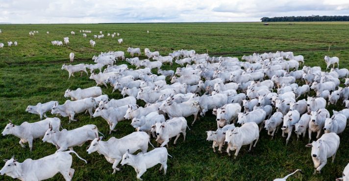 Rebanho de gado Nelore em fazenda no Mato Grosso | Foto: Marcus Mesquita/Shutterstock