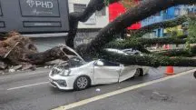 Motorista de táxi morreu depois de queda de árvore em São Paulo; chuva persiste | Foto: Reprodução/X