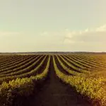 O desempenho permitiu que o PIB do agronegócio se aproximasse da previsão de crescimento de até 2% feita pela CNA em dezembro de 2024 | Foto: Reprodução/Freepik