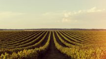 O desempenho permitiu que o PIB do agronegócio se aproximasse da previsão de crescimento de até 2% feita pela CNA em dezembro de 2024 | Foto: Reprodução/Freepik