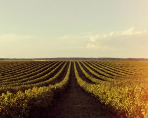 O desempenho permitiu que o PIB do agronegócio se aproximasse da previsão de crescimento de até 2% feita pela CNA em dezembro de 2024 | Foto: Reprodução/Freepik