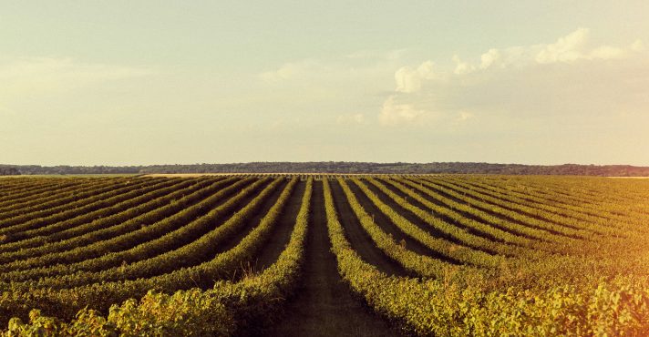 O desempenho permitiu que o PIB do agronegócio se aproximasse da previsão de crescimento de até 2% feita pela CNA em dezembro de 2024 | Foto: Reprodução/Freepik